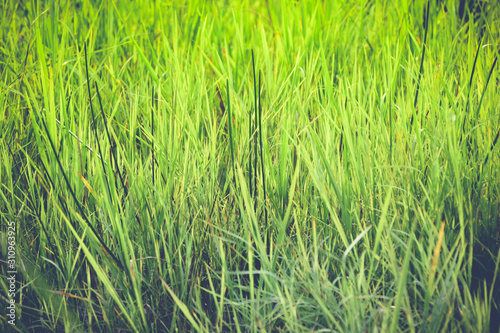 Grass on the field Vintage Tone.background