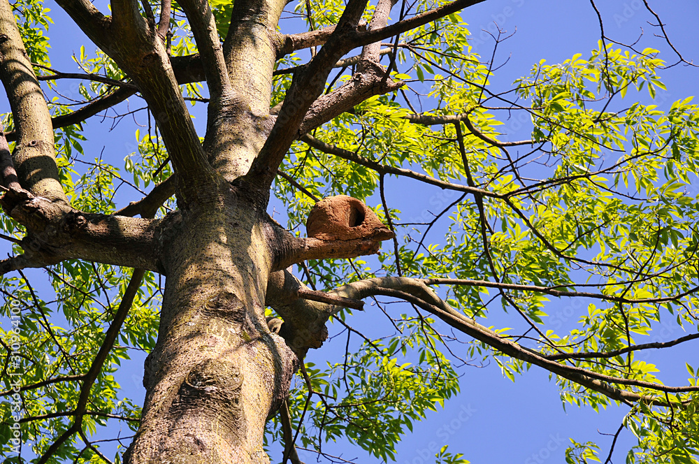 Fototapeta premium birdhouse