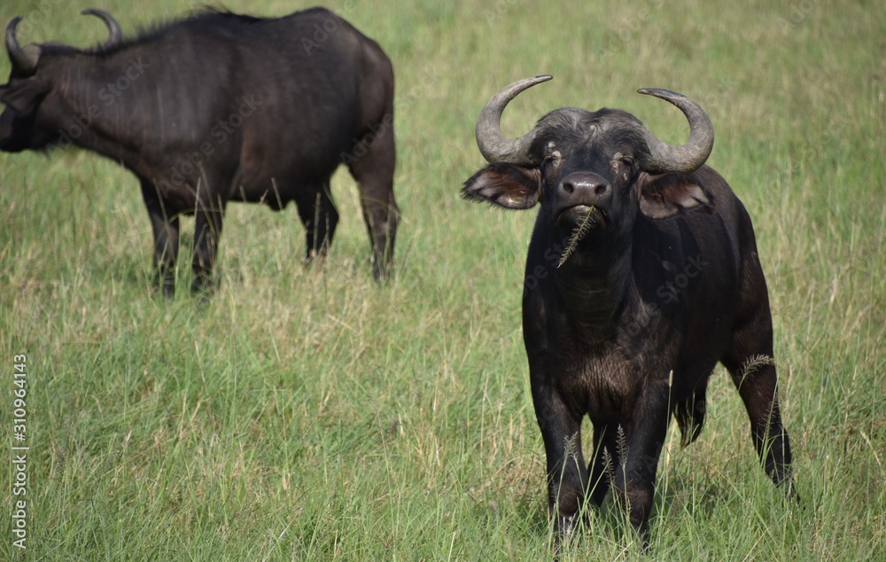 Wild African Buffalo with Grass Hanging from Mouth, Masai Mara, Kenya Wild African Buffalo with Grass Hanging from Mouth, Masai Mara, Kenya