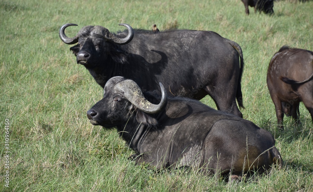 Wild African Buffaloes Grazing, Masai Mara, Kenya Wild African Buffaloes Grazing, Masai Mara, Kenya