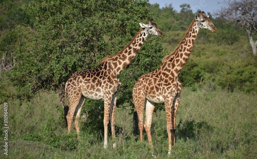 Two Giraffes in the African Bush  Full Shot  Masai Mara  Kenya