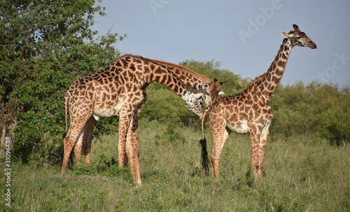 Two Giraffes Sniffing Another Giraffe s Butt  Masai Mara  Kenya