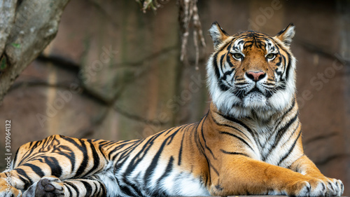 Sumatran tiger laying down full body shot looking towards camera