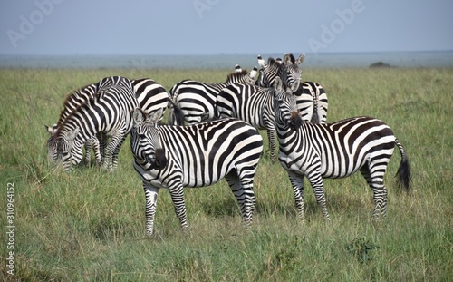 Cluster of Zebras  Masai Mara  Kenya