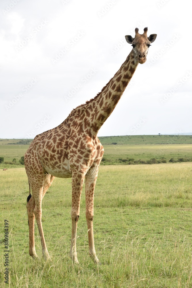 Obraz premium Masai Giraffe Full-Length Portrait, Masai Mara, Kenya