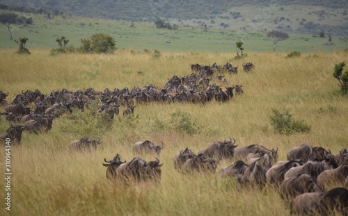 Canvas Print Herd of Wildebeest During Great Wildebeest Migration, Masai Mara, Kenya