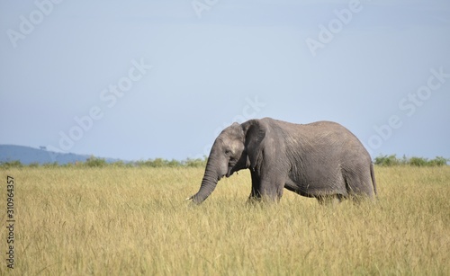 African Elephant on the Savannah  Masai Mara  Kenya