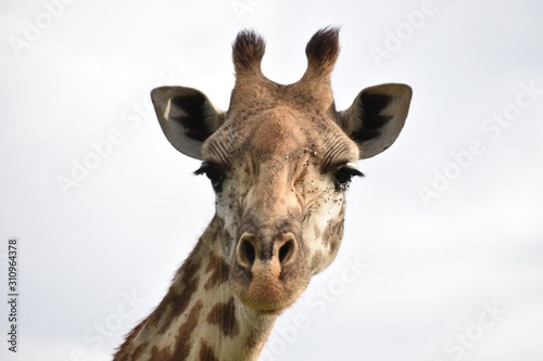 Fototapeta Naklejka Na Ścianę i Meble -  Masai Giraffe Close-up, Masai Mara, Kenya