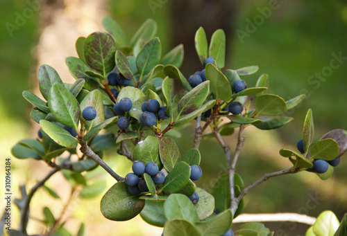 Rhaphiolepis umbellate branch with blue fruit in daylight