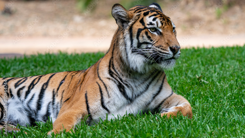 Sumatran tiger laying on grass looking off frame mid body shot Sumatran tiger laying on grass looking off frame mid body shot
