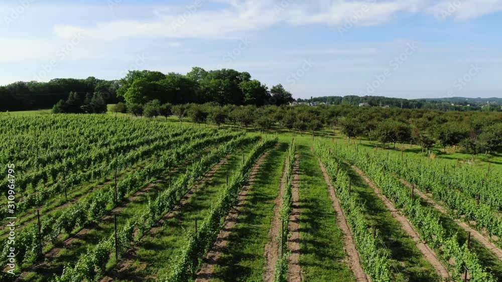 Vineyard tours Wine Tasting in Summer Grape vines Travel Trip Vacation Michigan Sky Clouds Orchard Farm House Farming Colors in Pure Michigan Old Mission Peninsula in Traverse City Area logo here