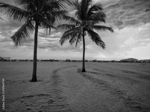 coconut trees on the beach with black and white effect