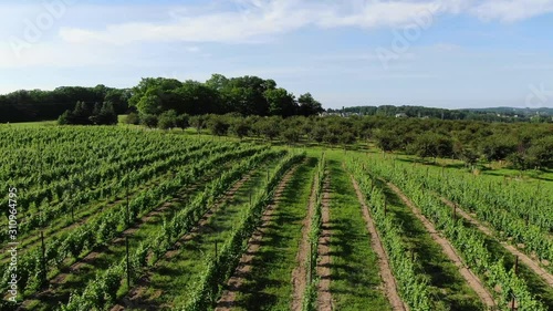 Wallpaper Mural Vineyard tours Wine Tasting in Summer Grape vines Travel Trip Vacation Michigan Sky Clouds Orchard Farm House Farming Colors in Pure Michigan Old Mission Peninsula in Traverse City Area logo here Torontodigital.ca