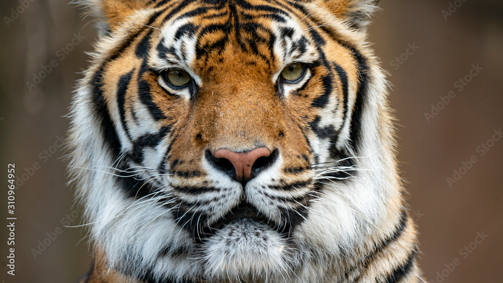 Sumatran tiger looking directly at camera head shot