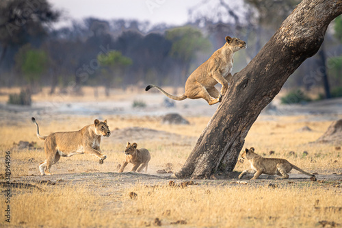 Playing lions photo