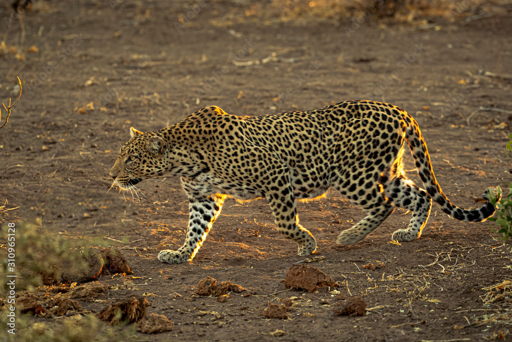 Obraz premium Stalking Leopard