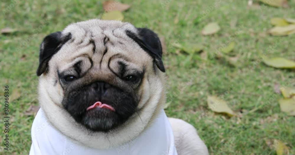 Happy dog pug breed smile with funny face on green grass in garden,Purebred pug dog healthy Concept Happy dog pug breed smile with funny face on green grass in garden,Purebred pug dog healthy Concept