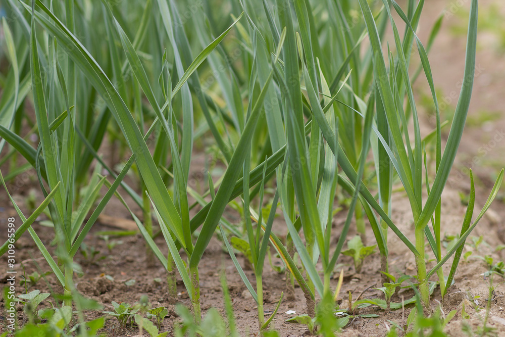 Green garlic grows on a bed in early spring in the garden. Green garlic grows on a bed in early spring in the garden.
