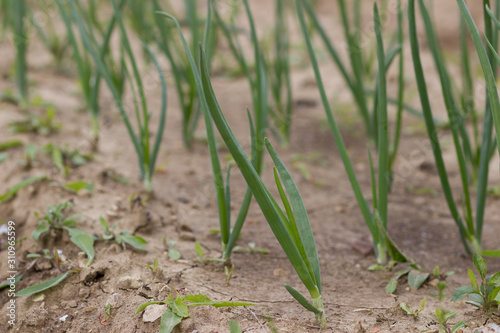 Green onions grow on a bed in early spring in the garden.