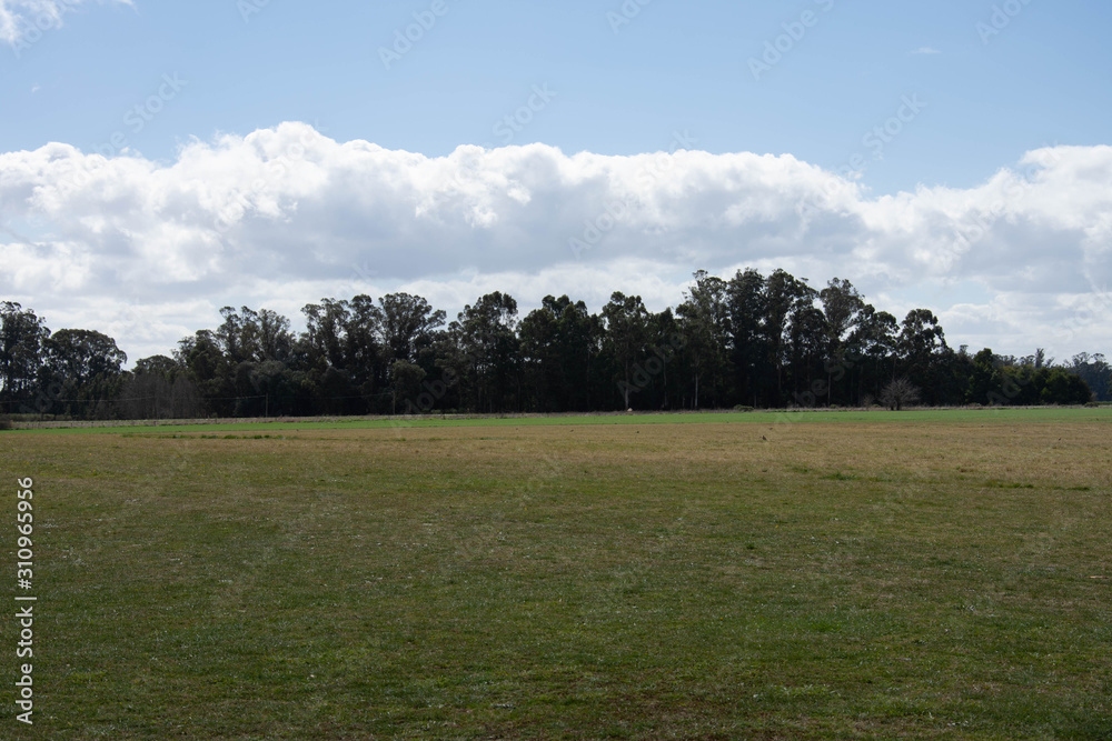 green field and blue sky green field and blue sky