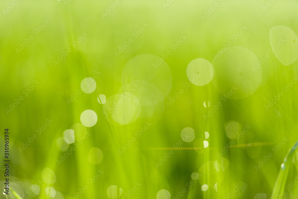 Fototapeta premium Rice fields and bokeh