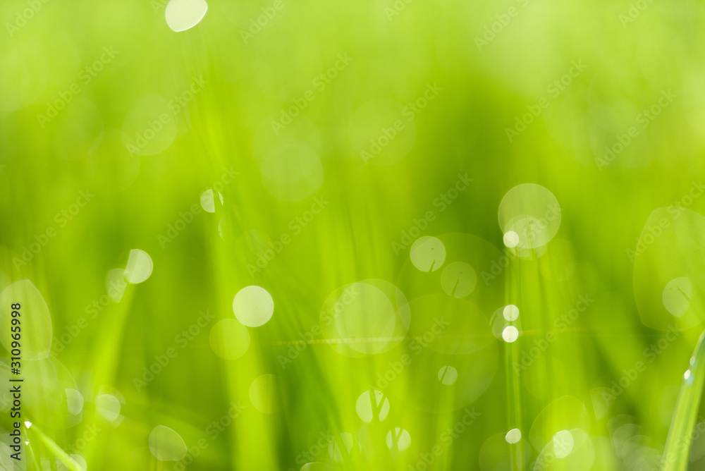 Fototapeta premium Rice fields and bokeh