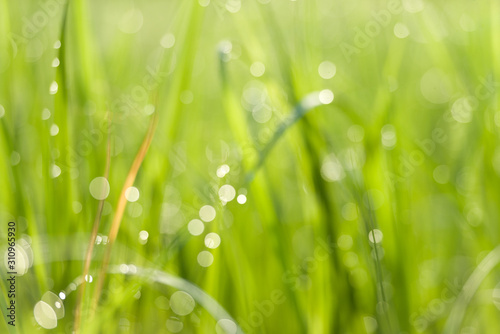 Rice fields and bokeh