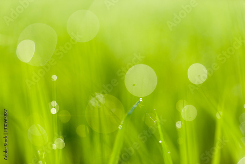 Rice fields and bokeh