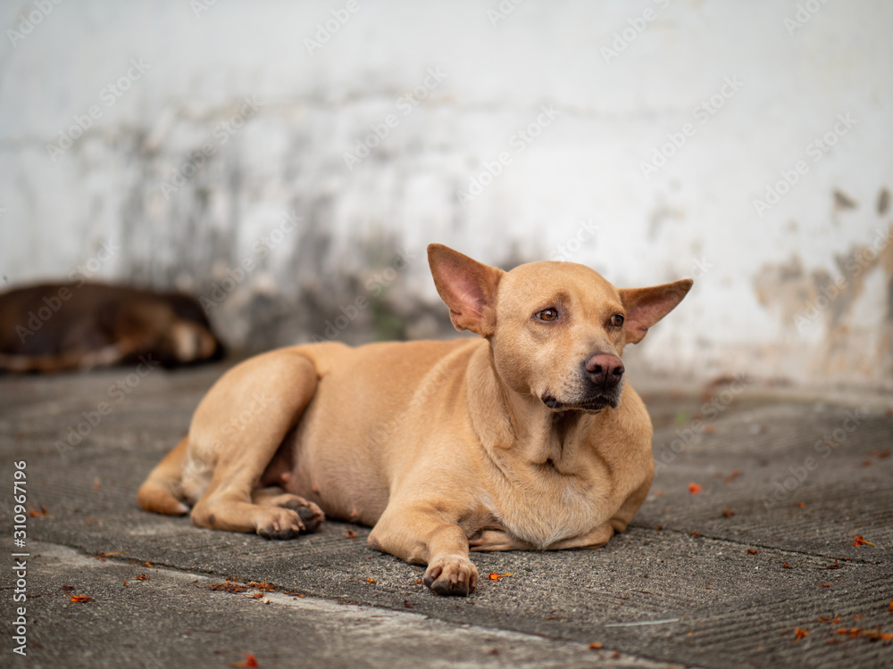The portrait of stray dog looking away and resting on footpath The portrait of stray dog looking away and resting on footpath