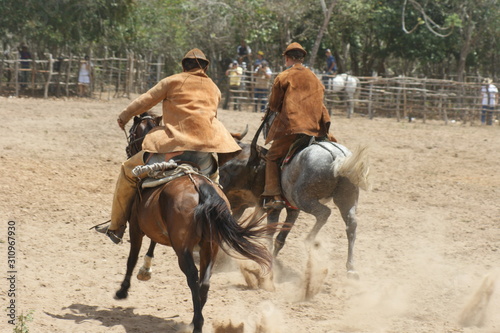 vaquejada regional sport northeast brazilian culture cowboy with leather clothes and hat knocks ox horse, cultural activity in northeastern Brazil, two cowboys on horseback, horse sport © liligluck