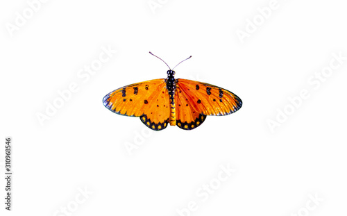 Butterflies brown color with colors White background appropriate the Backdrop, idea copy space photo