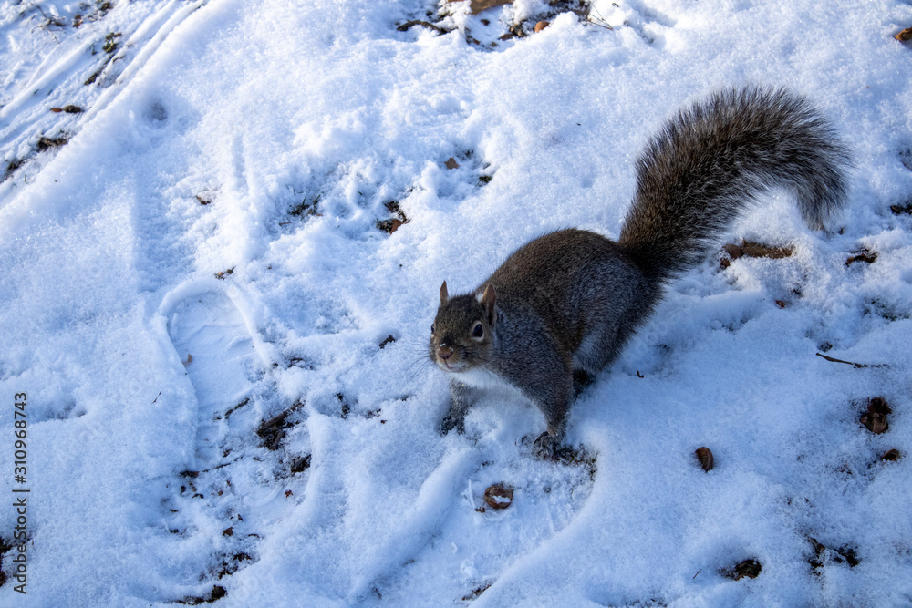 Obraz premium Cute squirrel looking up in the winter