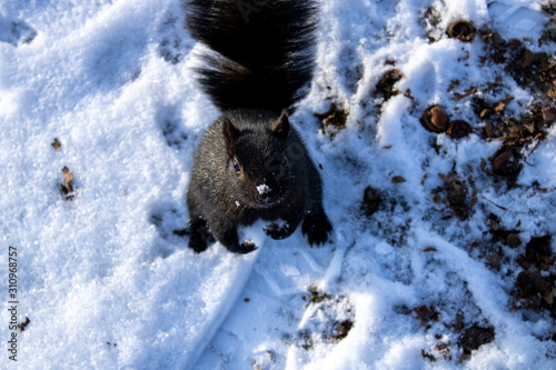 Cute squirrel looking up in the winter