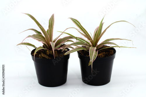 Bromeliad, Aechmea fasciata, urn plant on white background