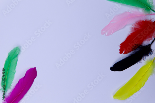 Feathers of birds of different colors on a white paper background. Fluffy feathers on a white background left and right. Horizontal  top view  cropped shot  close-up  free space in the center.