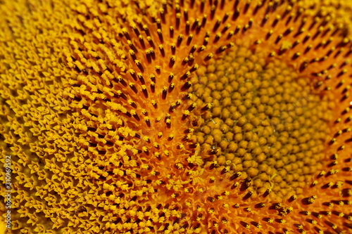 Blurred yellow natural background. Middle sunflower flower close up. Horizontal  close-up  top view. Concept of natural beauty.