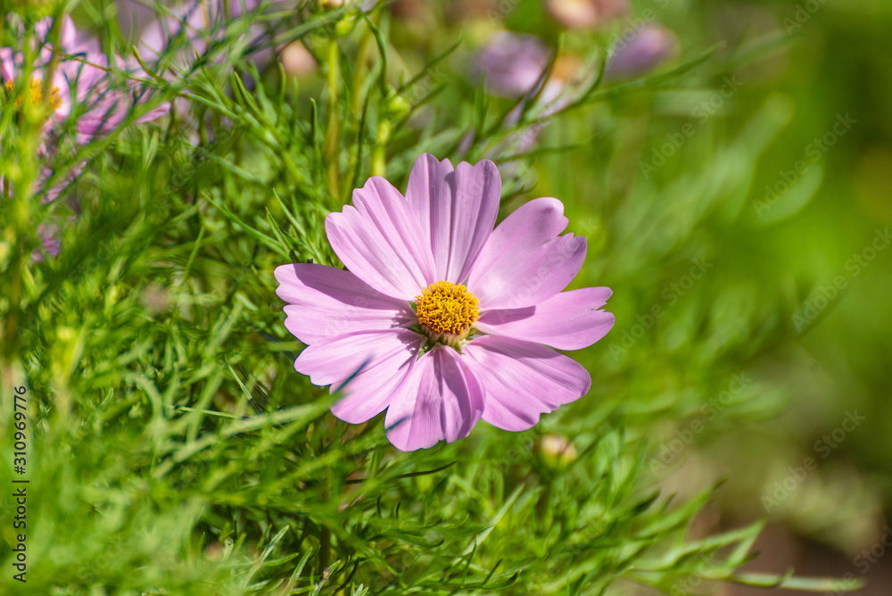 Pink Cosmos Flower In The Garden, Beautiful Pink Cosmos Flower With Sunlight On Green Background Pink Cosmos Flower In The Garden, Beautiful Pink Cosmos Flower With Sunlight On Green Background