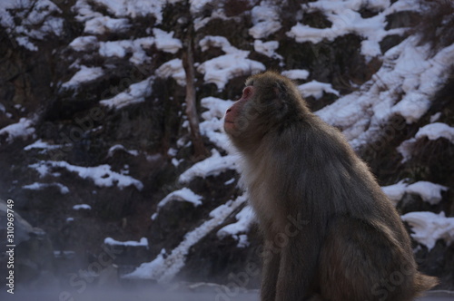 日本猿 snow monkey