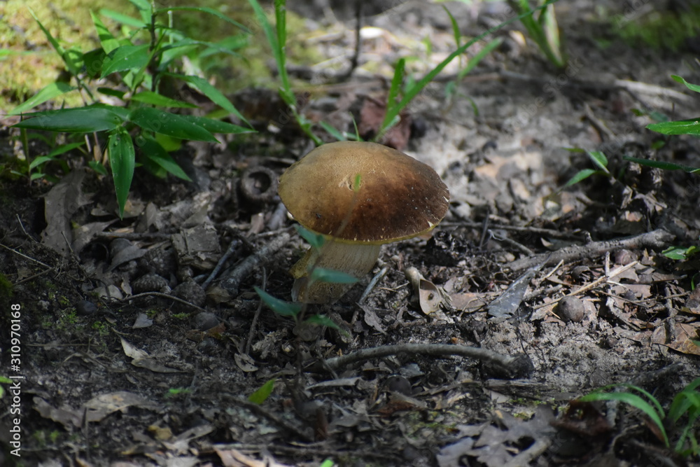 A brown mushroom growing in a forest A brown mushroom growing in a forest