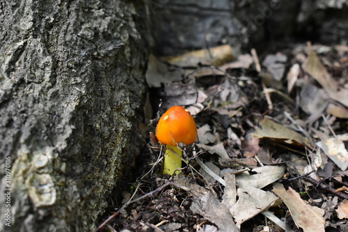 An orange mushroom growing through leaves next to a tree root