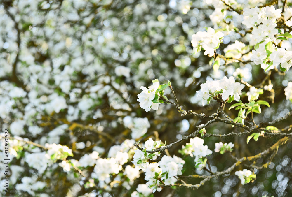 Apple blossom in spring season with bokeh background. Apple blossom in spring season with bokeh background.
