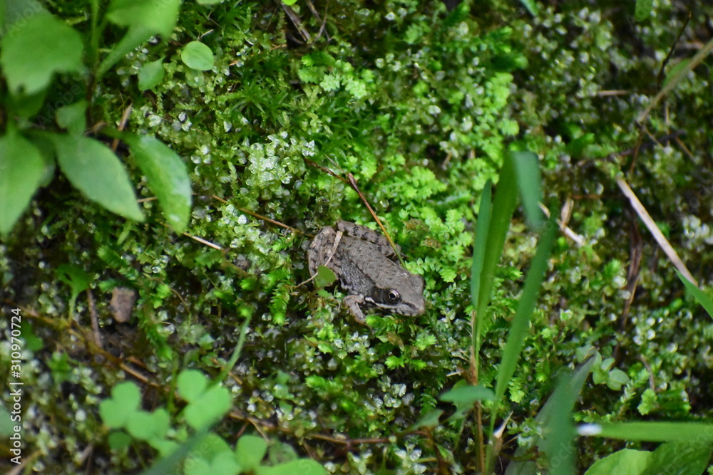 Fototapeta premium spotted brown frog sitting on a bed of moss