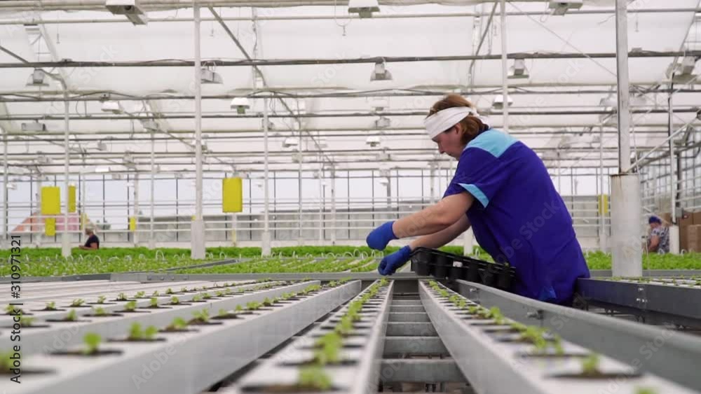 Greenhouse employee prepares seedlings in hydroponic compartments Greenhouse employee prepares seedlings in hydroponic compartments