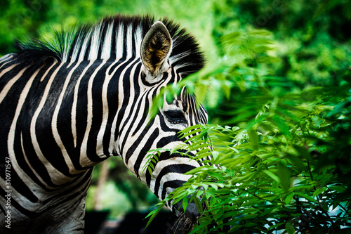 selective focus zebra with greenfield