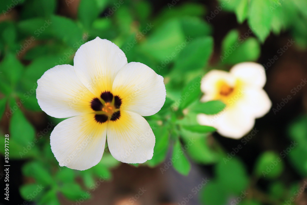 white flower in the garden white flower in the garden