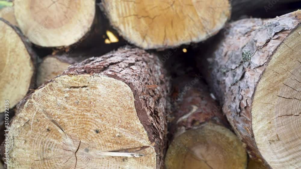 Close up of stacked wood logs. Handheld, pan right Close up of stacked wood logs. Handheld, pan right