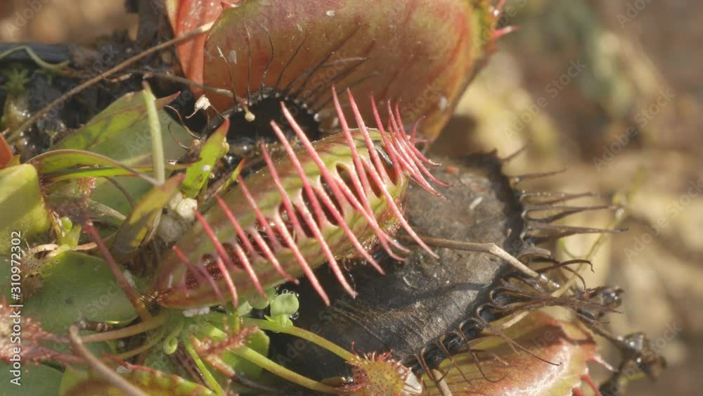 Ant is caught by venus flytrap carnivorous plant as it touches its hair (detects movement) and then it escapes! Amazing! Ant is caught by venus flytrap carnivorous plant as it touches its hair (detects movement) and then it escapes! Amazing!