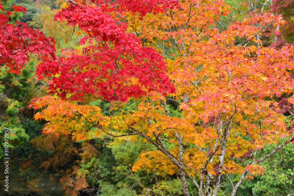 Fall colours at Minoo Park in Osaka, Japan Fall colours at Minoo Park in Osaka, Japan