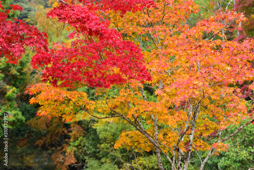Fall colours at Minoo Park in Osaka  Japan