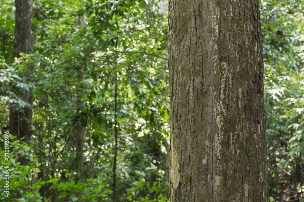 Teak tree in the forest with blurred background